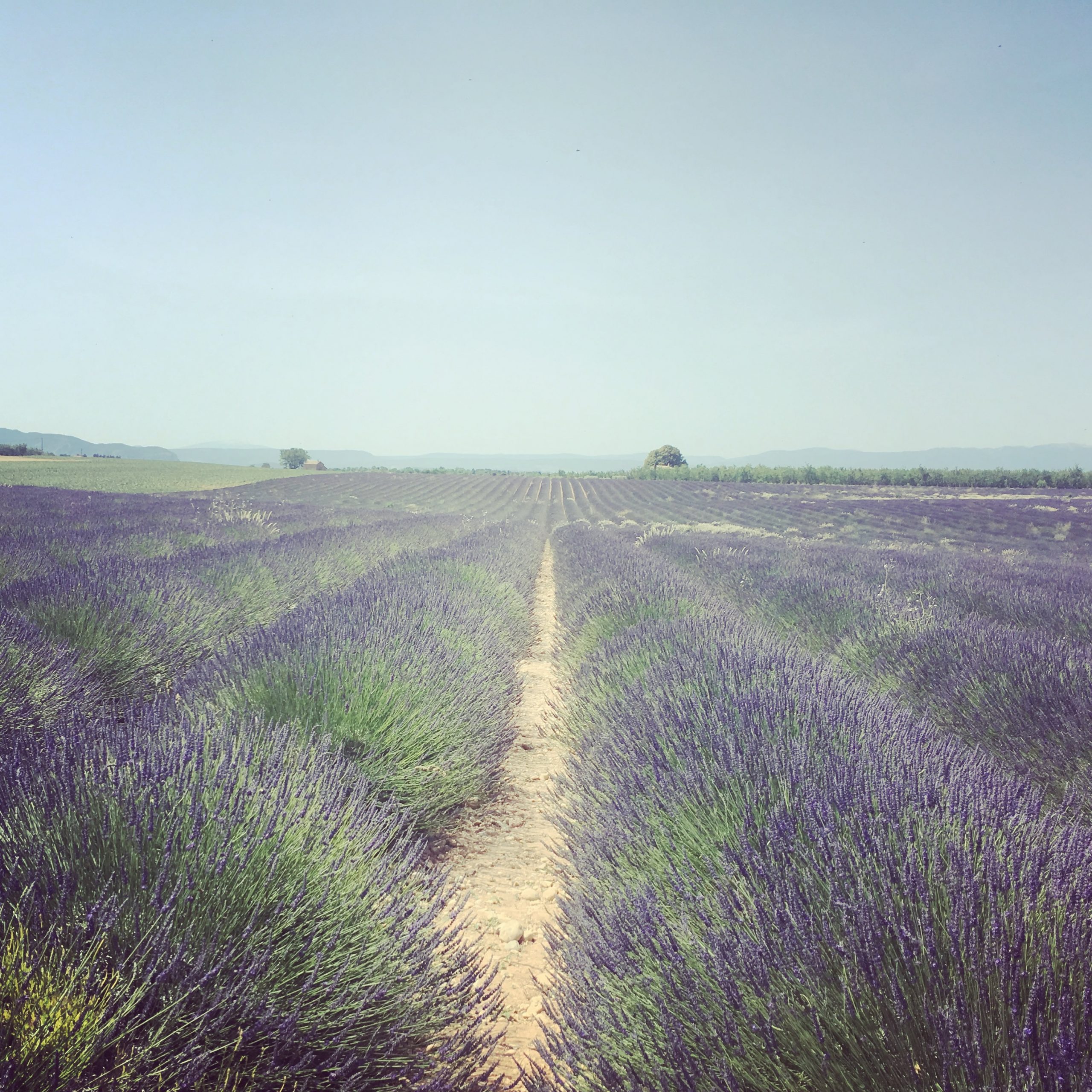 Lavandin fields on the Valensole Plateau in Provence