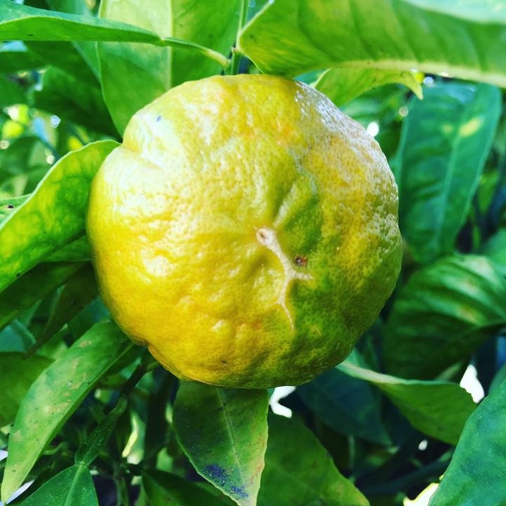 Large Bergamot scented candle inspired by Menton citrus fruits