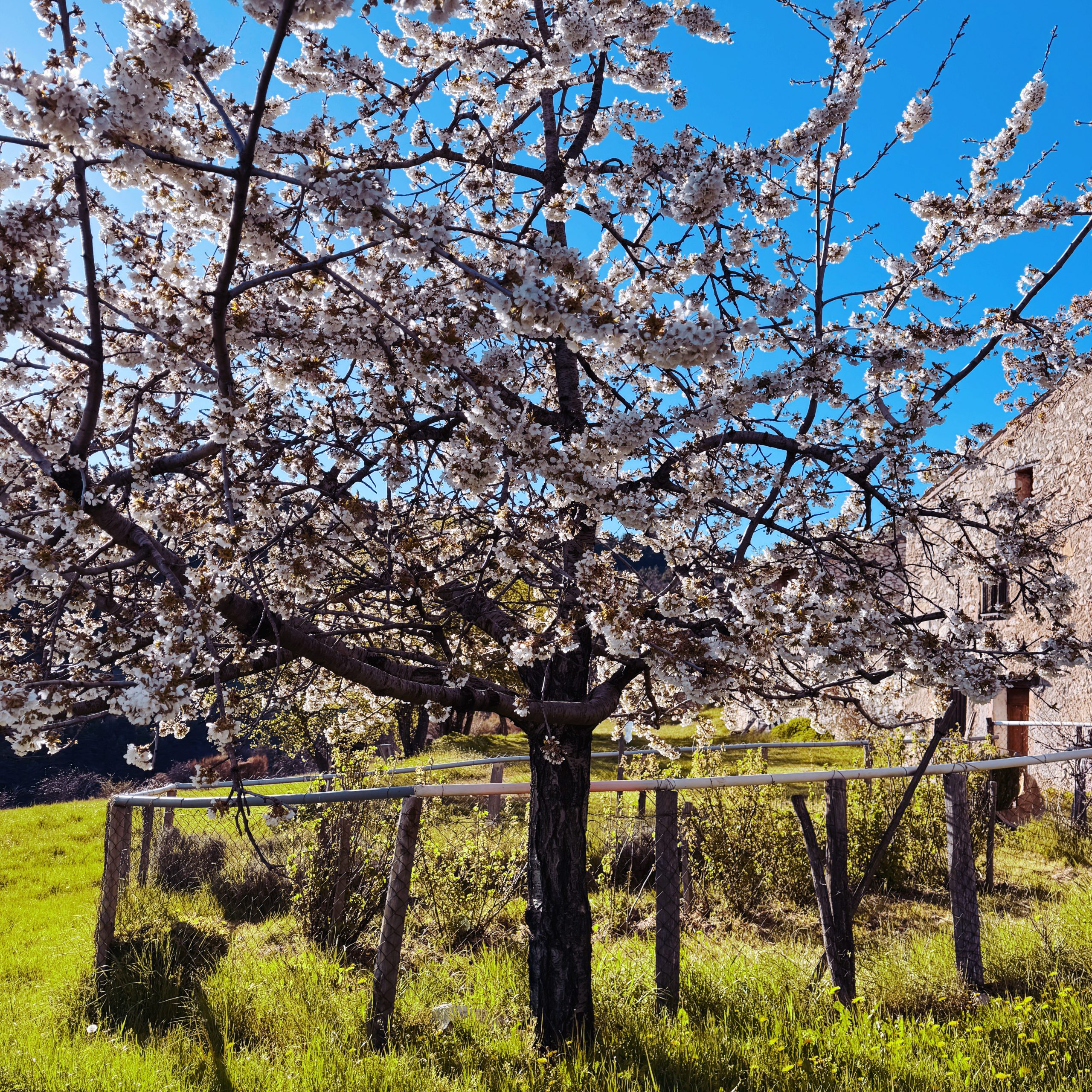 Large Cherry Blossom scented candle inspired by spring in Provence