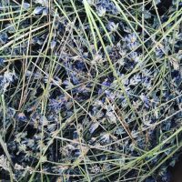 Dried Lavender Flowers Dried true lavender flowers in Provence used for fragrance and distillation.
