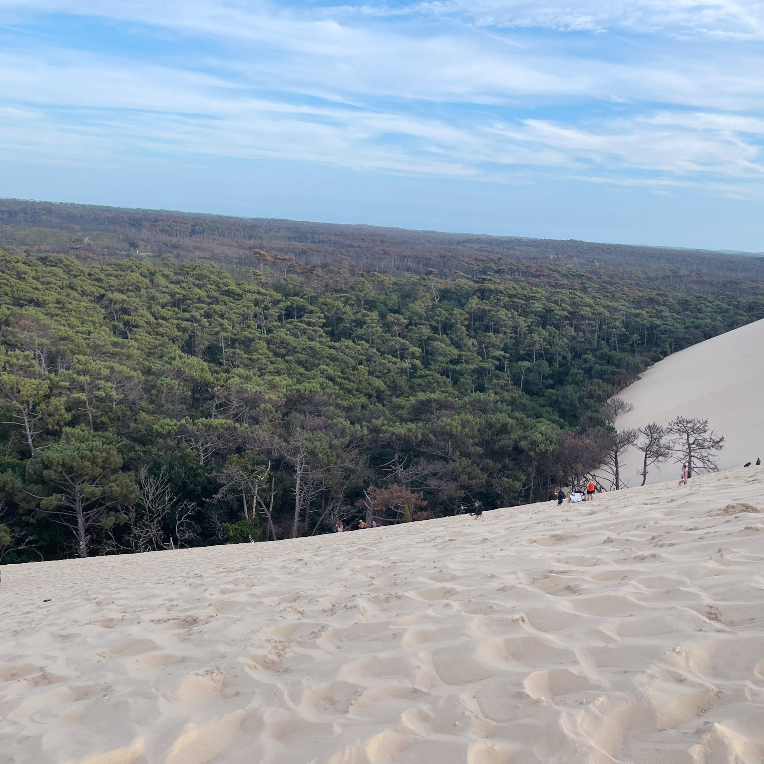 Landes pine forest viewed from the Dune du Pilat in France