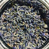 Harvested Lavender Flowers Freshly harvested true lavender flowers in Provence ready for distillation.