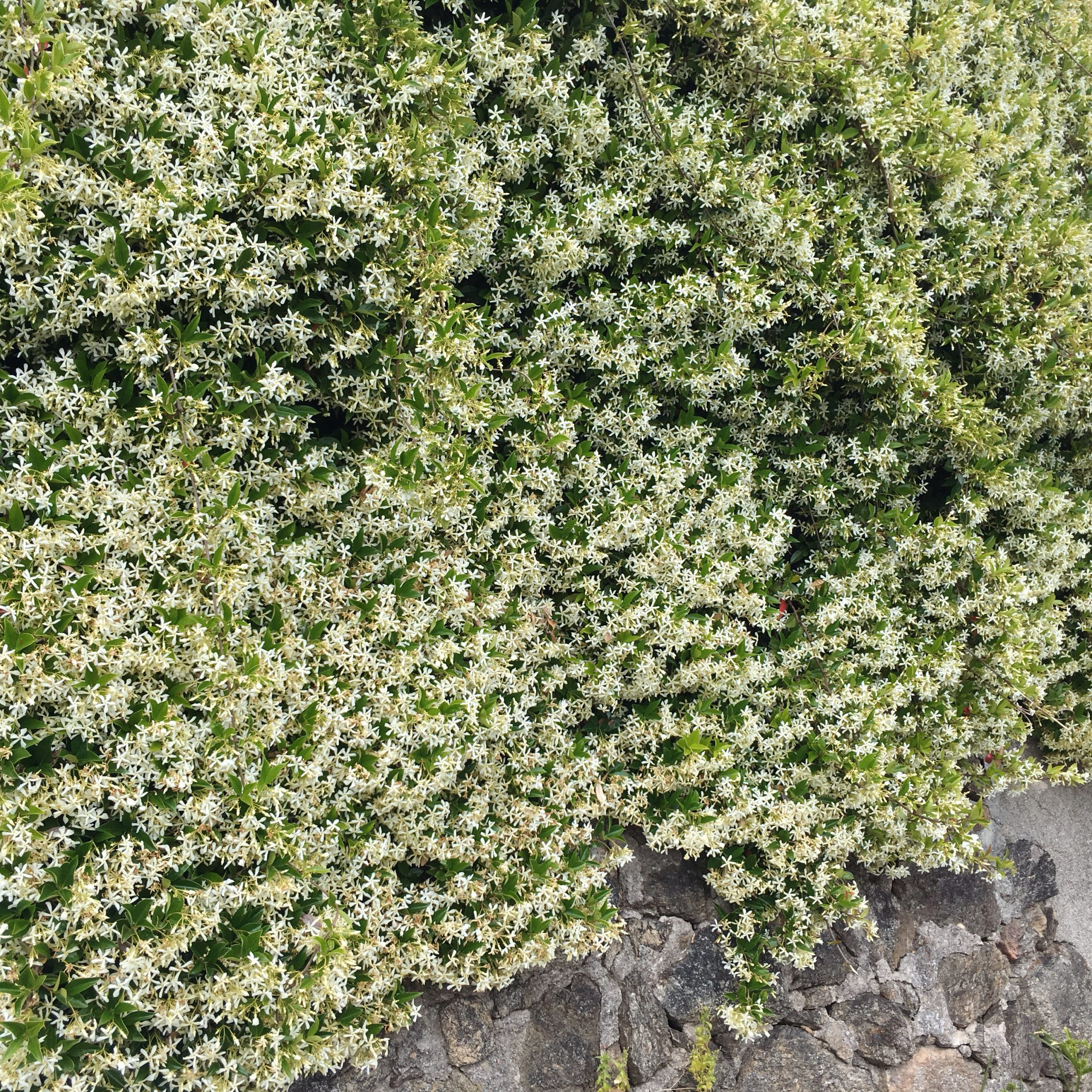 Blooming jasmine flowers in Antibes on the French Riviera