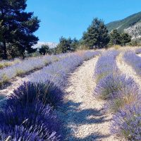 Lavender Fields in Provence Hills Lavender fields in Provence hills with rows of true lavender plants.