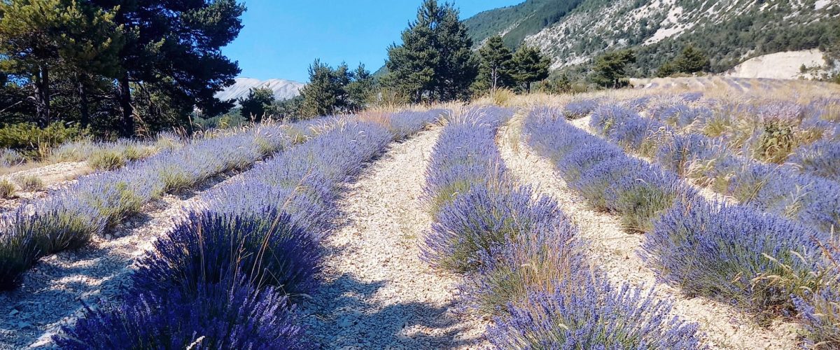 Lavender Cultivation in Provence (South of France): The Story of Douroulles