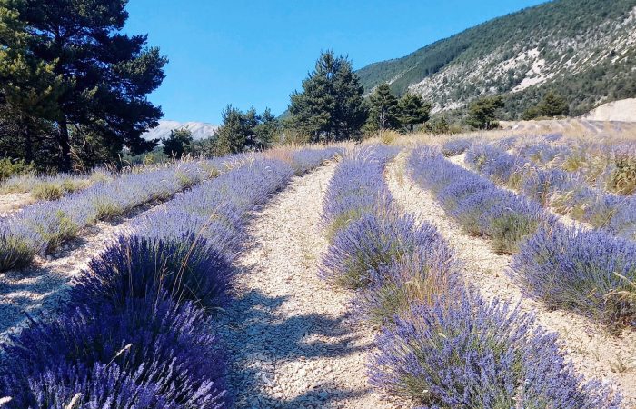 Lavender Cultivation in Provence (South of France): The Story of Douroulles