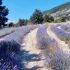 Lavender Cultivation in Provence (South of France): The Story of Douroulles