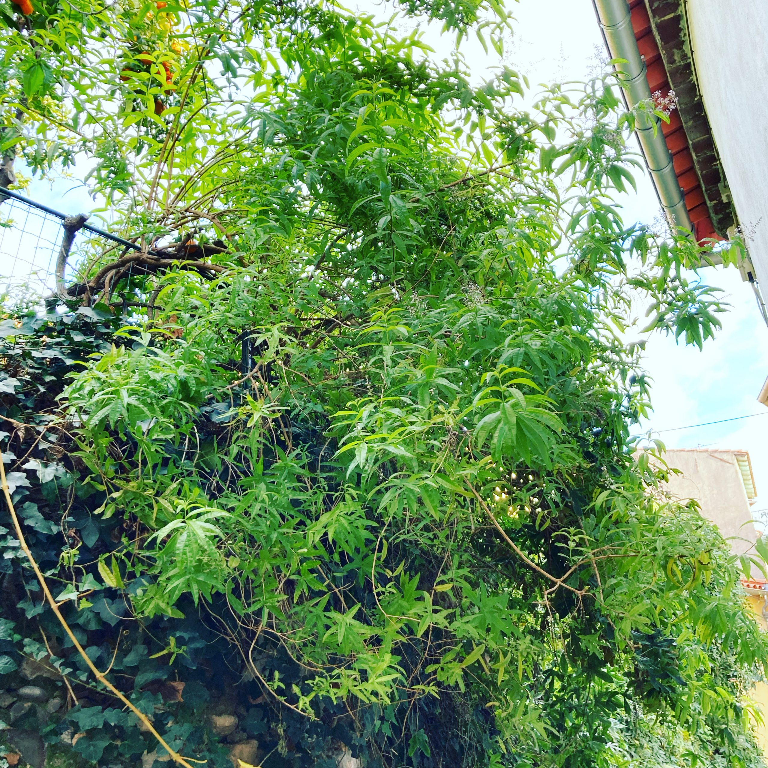 Lemon verbena in Provence