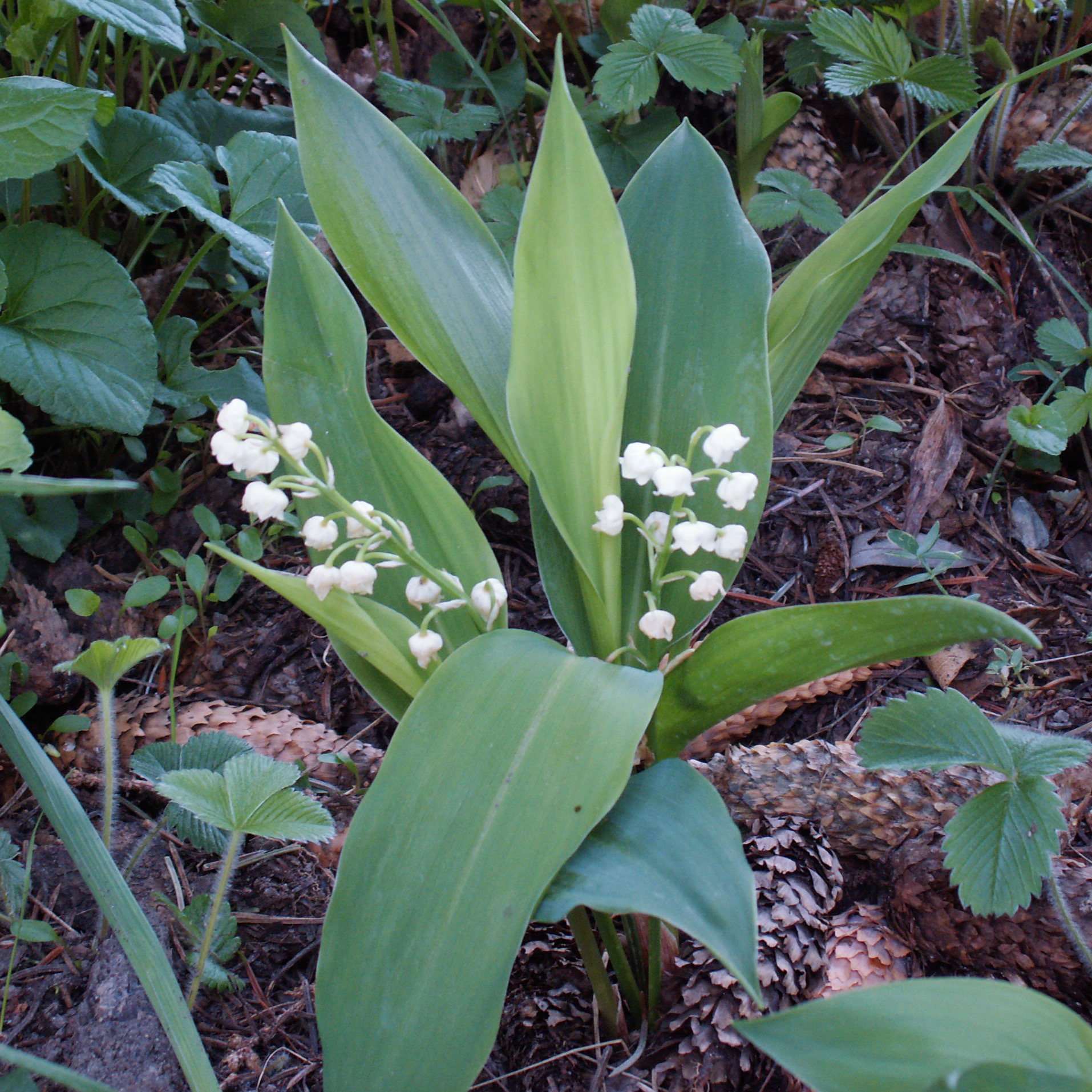 Lily of the valley flowers in a spring garden inspiring the Large Lily of the Valley scented candle