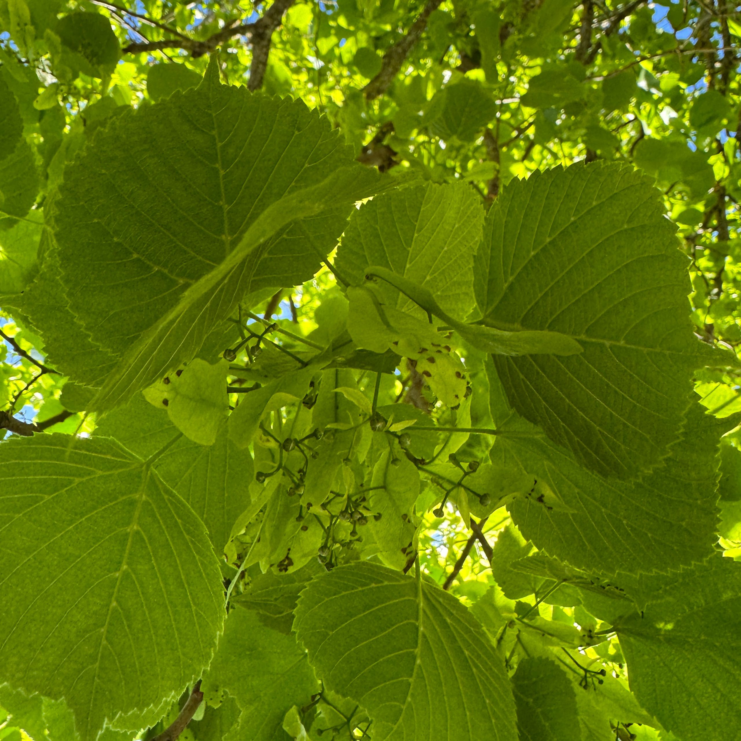 Linden blossoms in the Haute-Provence Alps