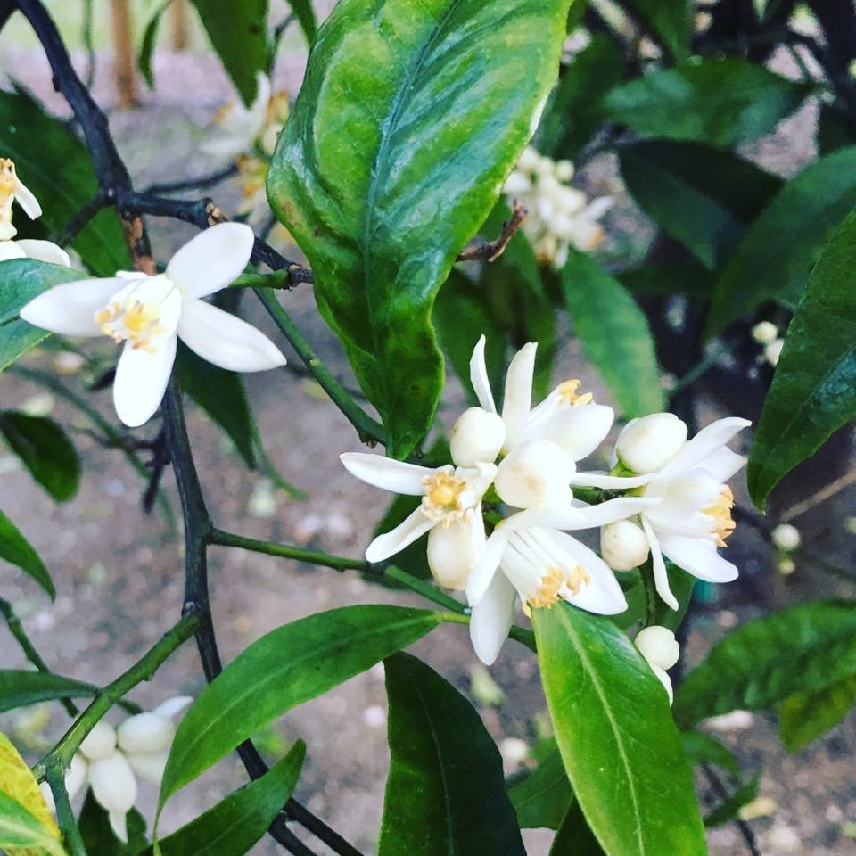 Neroli flowers in Vallauris on the French Riviera