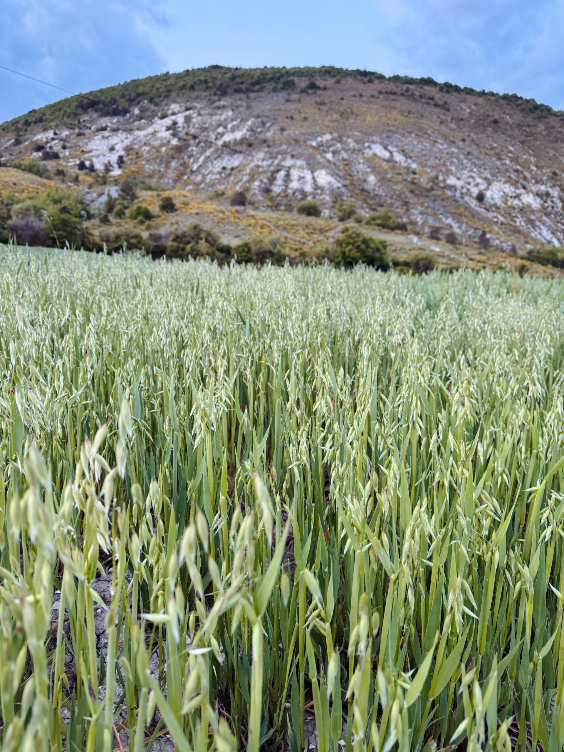Oat field in Alpes-de-Haute-Provence