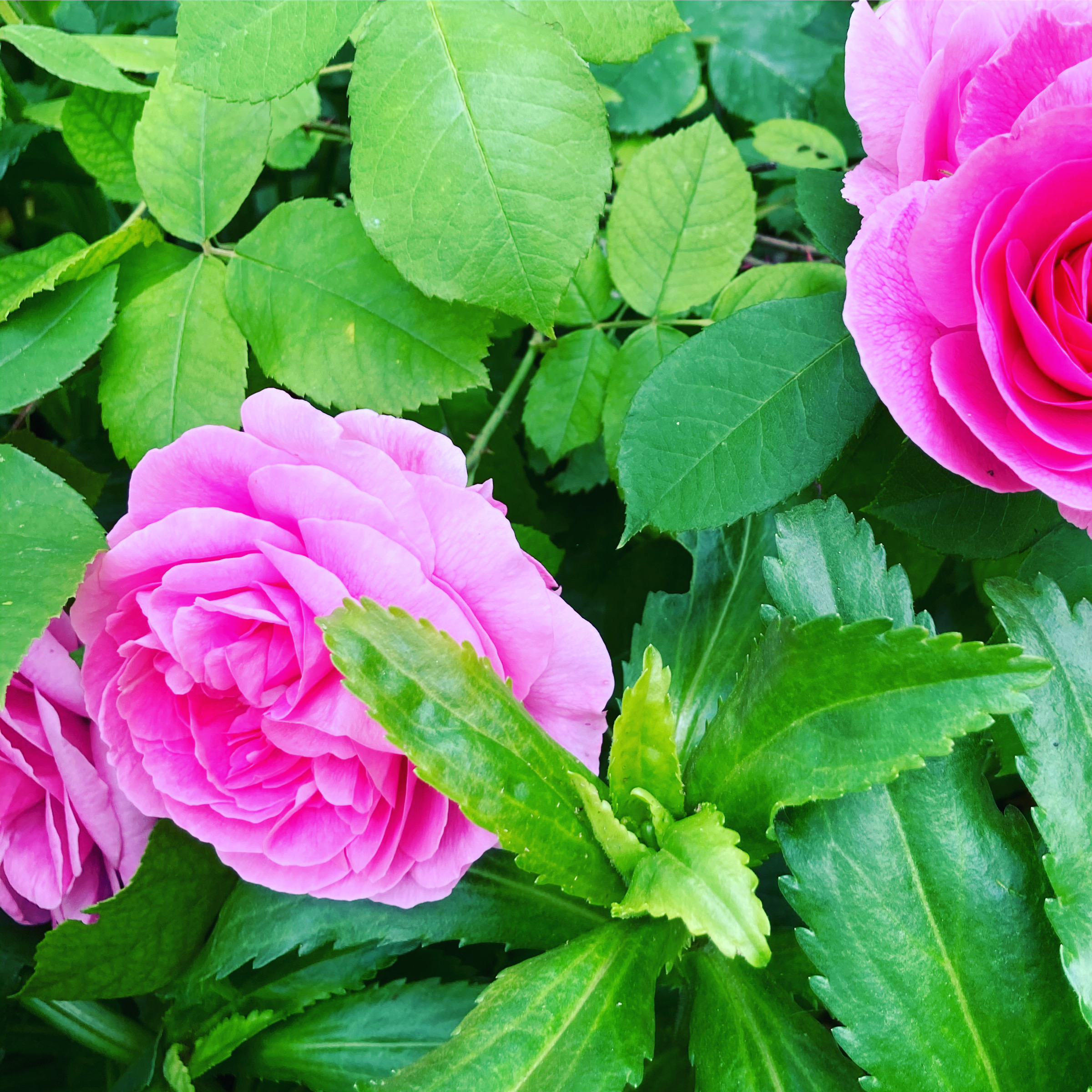 Old roses in a Provençal garden