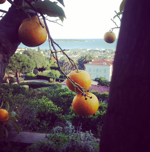Large Orange Blossom scented candle inspired by Provence orange trees