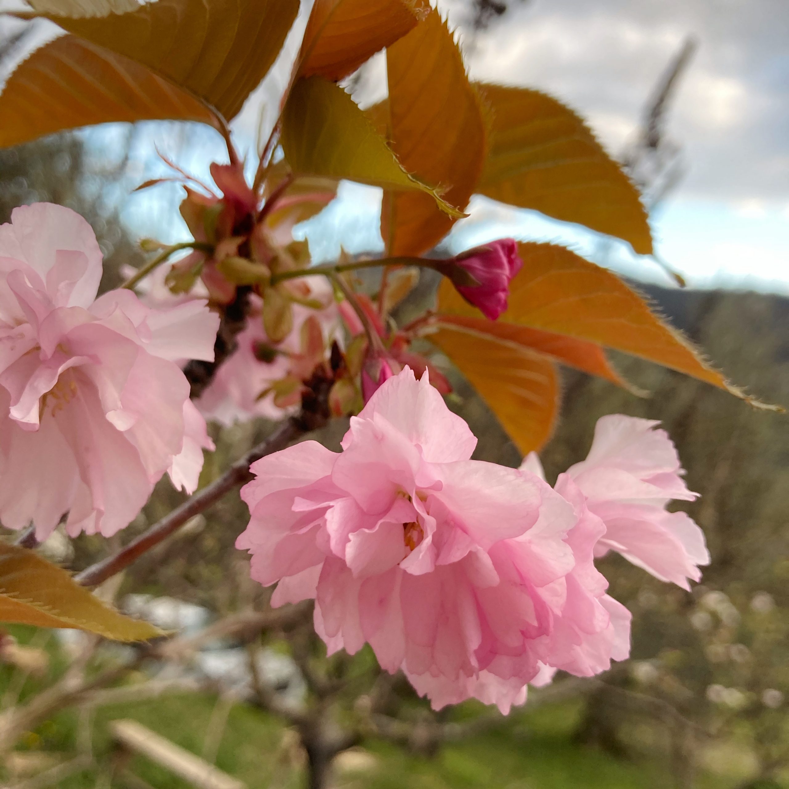 Sakura blossoms