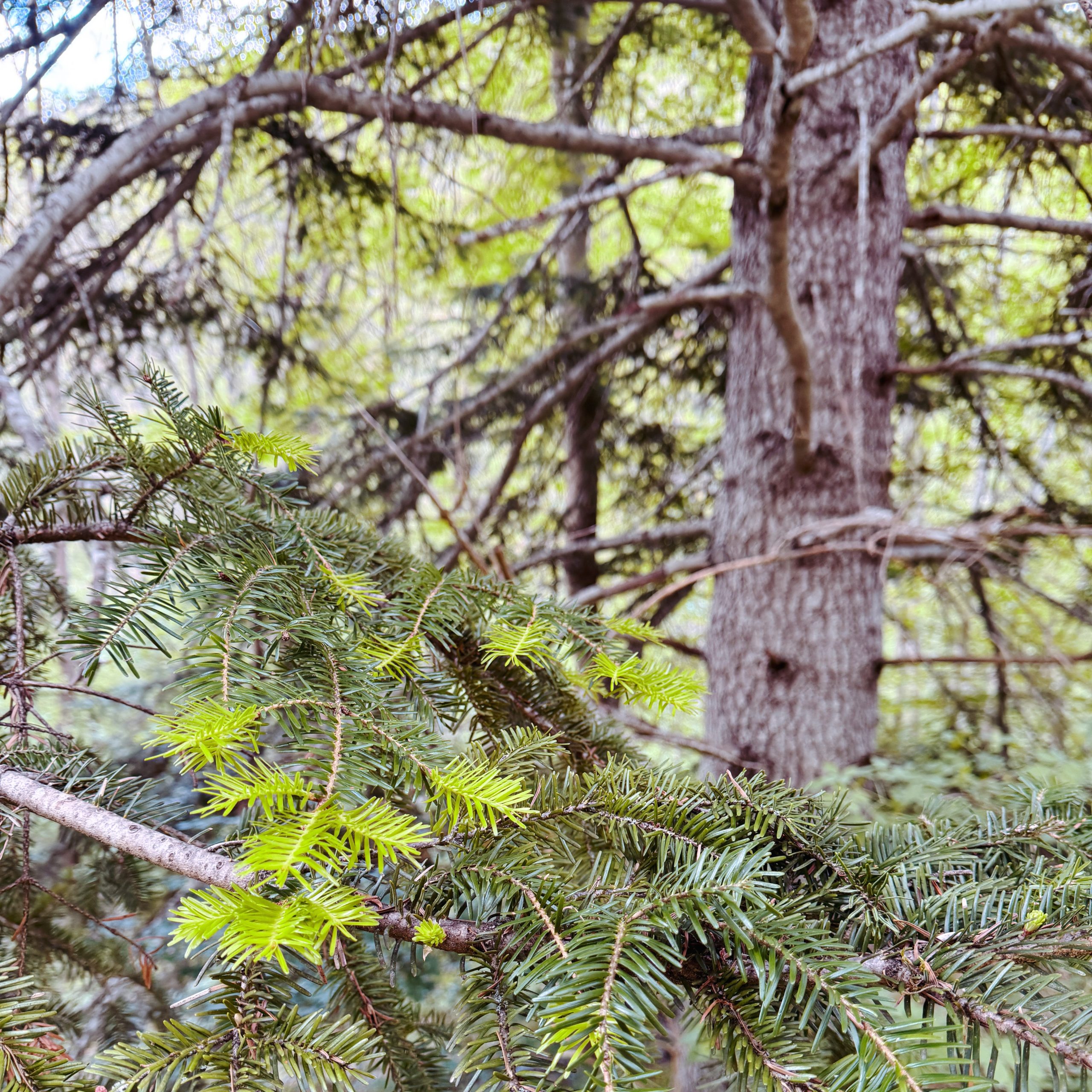 Large Forest Fir scented candle inspired by alpine forests