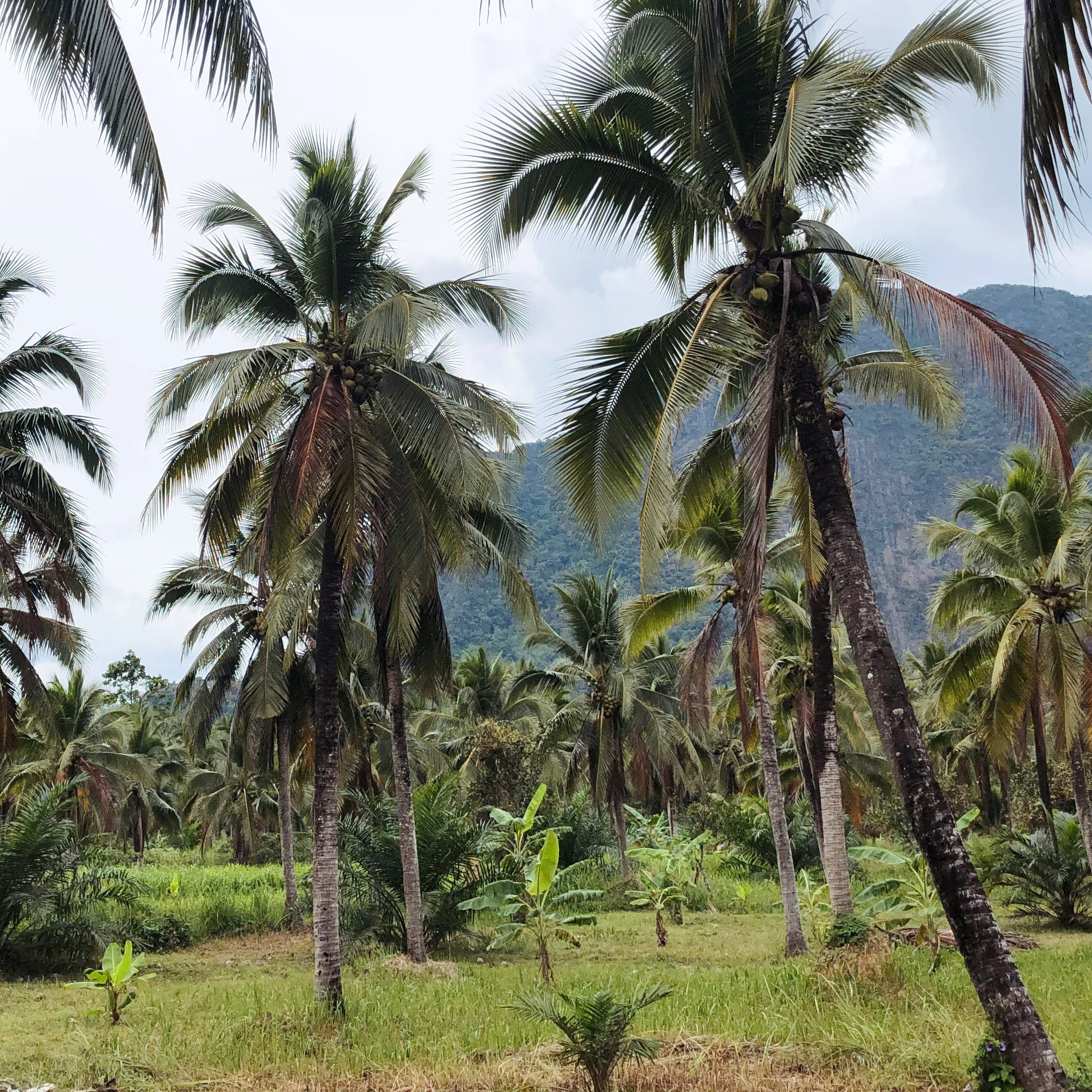 Large Coconut scented candle inspired by tropical coconut trees