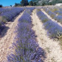 True Lavender Fields in Provence True lavender fields in Provence with purple rows under blue sky.