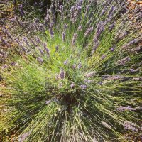 True Lavender Plant in Provence True lavender plant growing in Provence fields, Lavandula angustifolia.