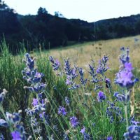 True lavender growing in Provence fields near Douroulles village.