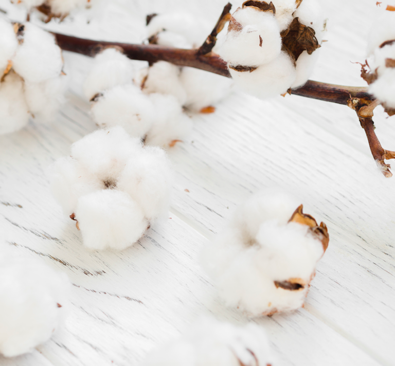 White cotton flower branche inspiring the Large Cotton Flower scented candle