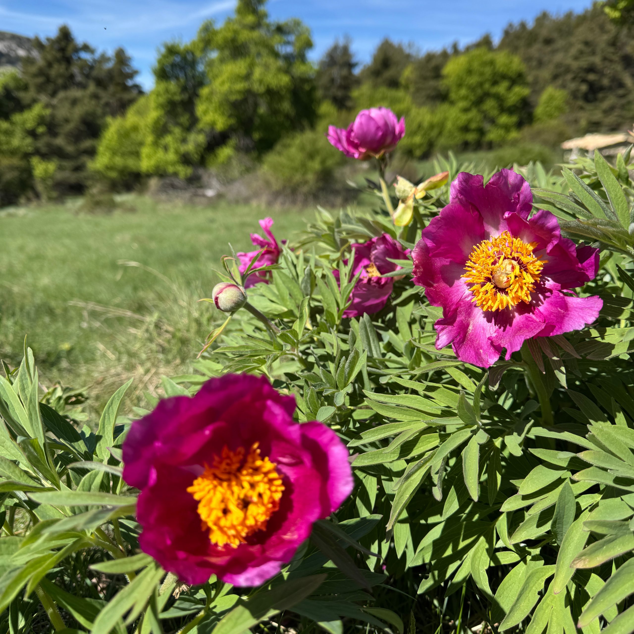 Wild peonies photographed in the Alps