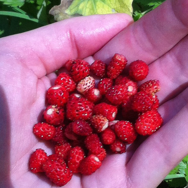 Wild strawberry picking in an alpine forest