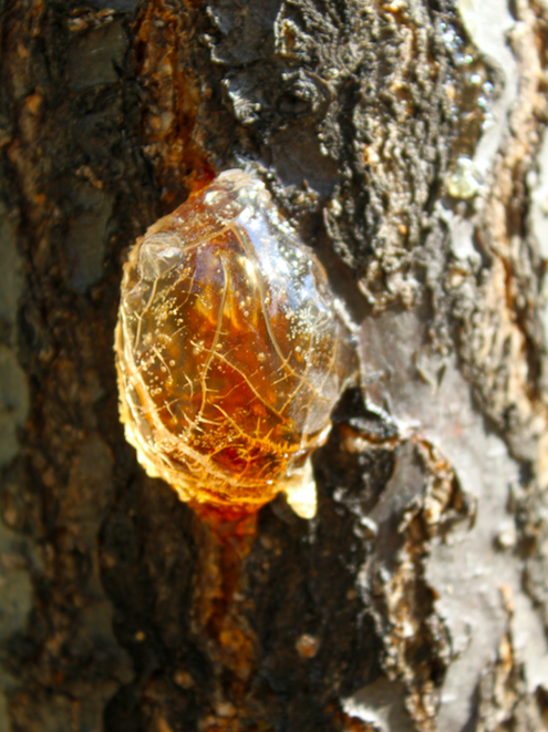 Natural tree resin on conifer bark inspiring the Sacred Sap Scented Candle