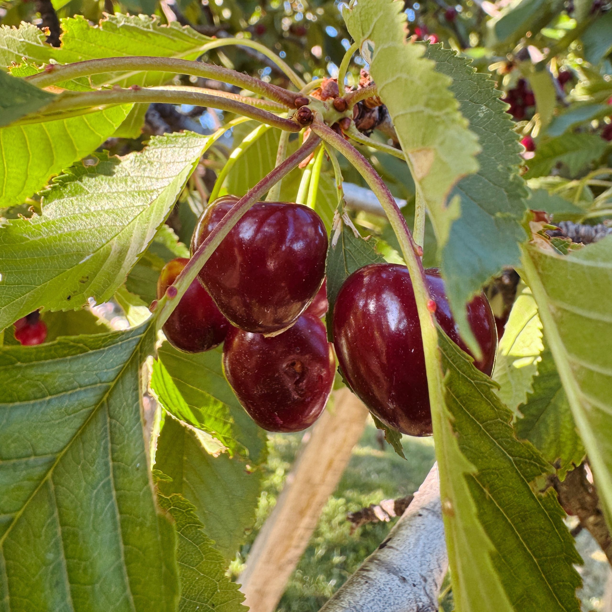 Ripe black cherries growing in a Provençal orchard